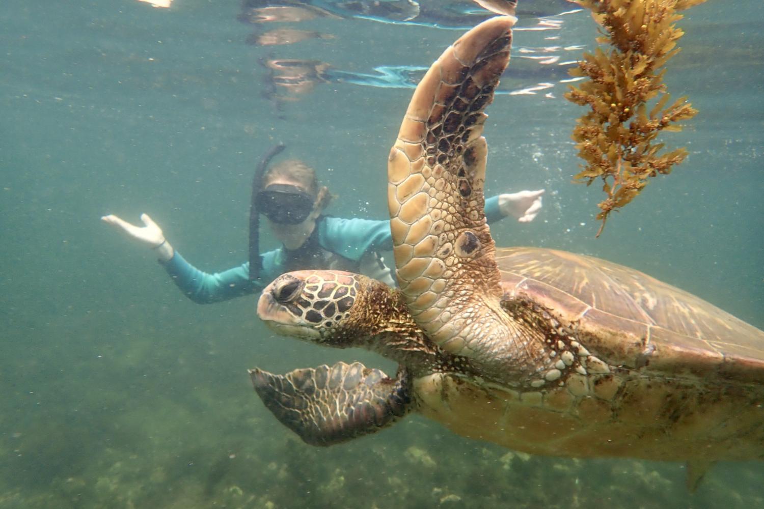 一名<a href='http://sk.sundayhouse.net'>bv伟德ios下载</a>学生在Galápagos群岛游学途中与一只巨龟游泳.